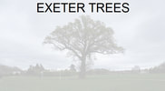 Exeter Trees & Shrubs